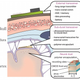 Illustration for article titled Neural Dust is a Step Towards Nexus